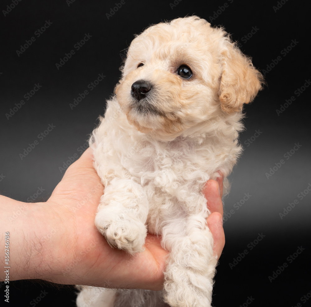 Small poodle puppy dog in hand