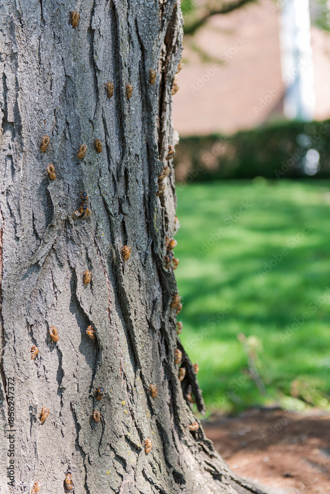 Fototapeta premium Cicada shell on tree with green nature background