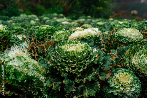 Close up view of Brassica Oleracea in Northern Blossoms garden in Atok Benguet in Philippines. photo