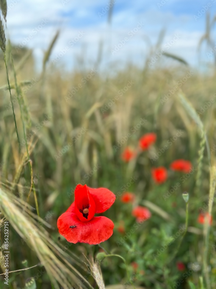 Red Poppy Fields under a Blue Sky Red Poppy Fields under a Blue Sky