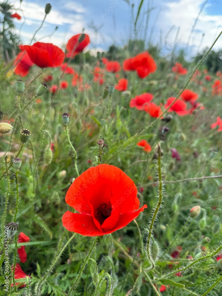 Obraz premium Red Poppy Fields under a Blue Sky