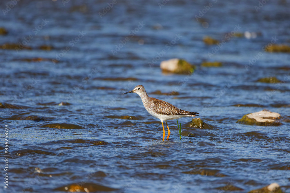 Greater Yellowlegs
(Tringa melanoleuca) on the river Greater Yellowlegs
(Tringa melanoleuca) on the river