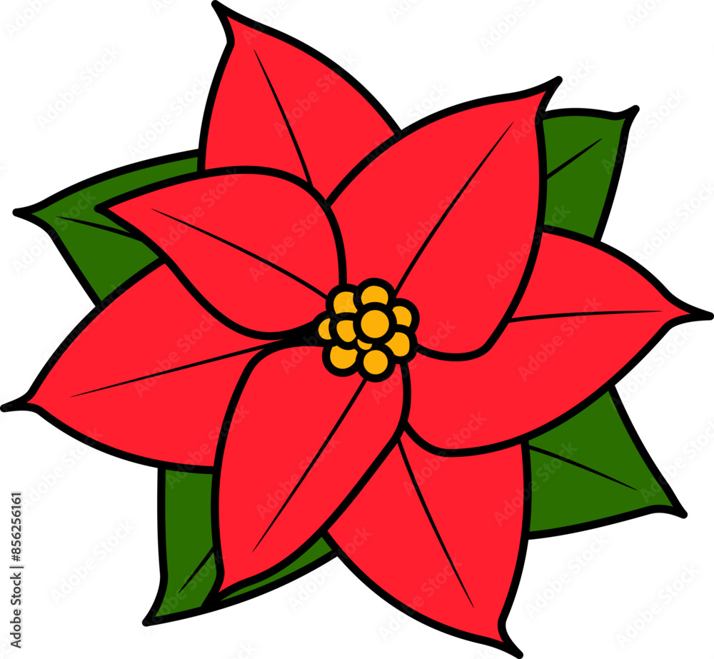Poinsettia Poinsettia