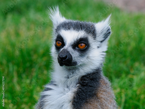 portrait of a lemur on a green background