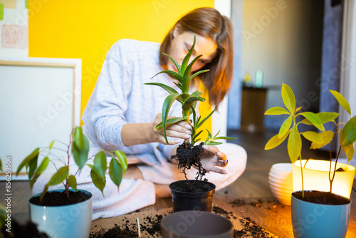 young woman plants house plants in flowerpots at home