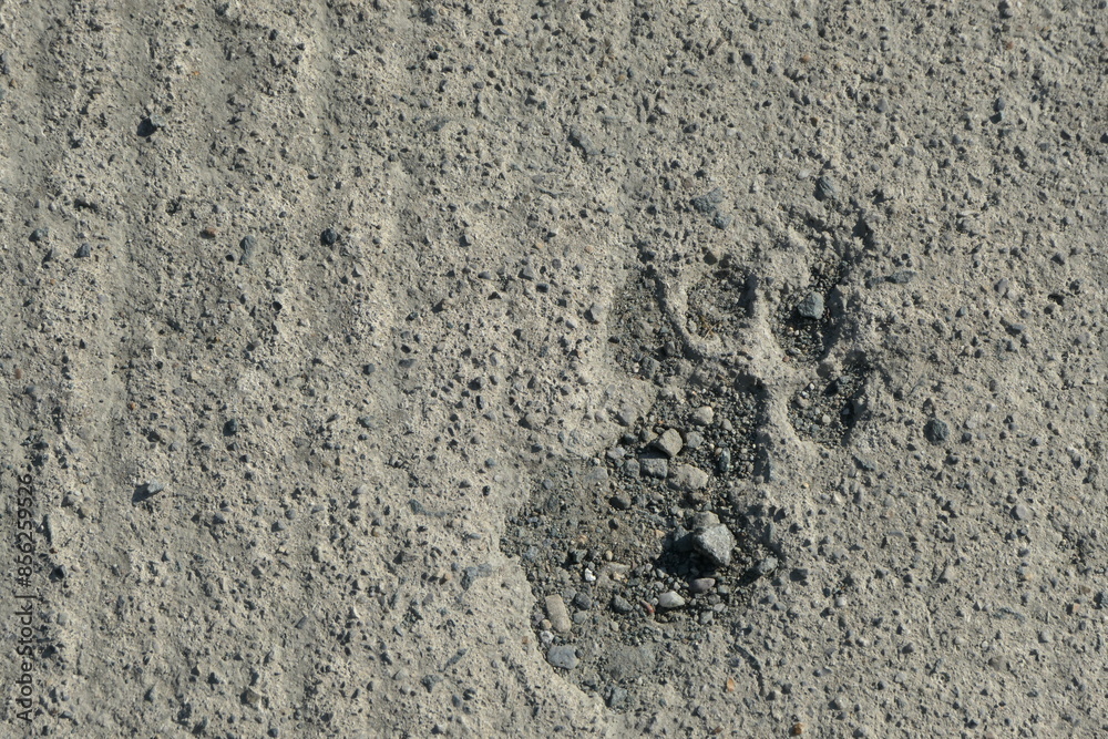 Paw print in molded road Paw print in molded road