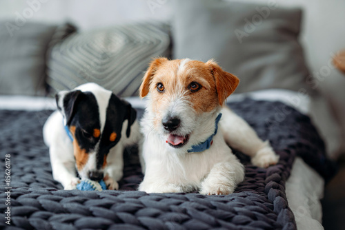 Photography A two Jack Russell dogs is lying in a home bed close-up.