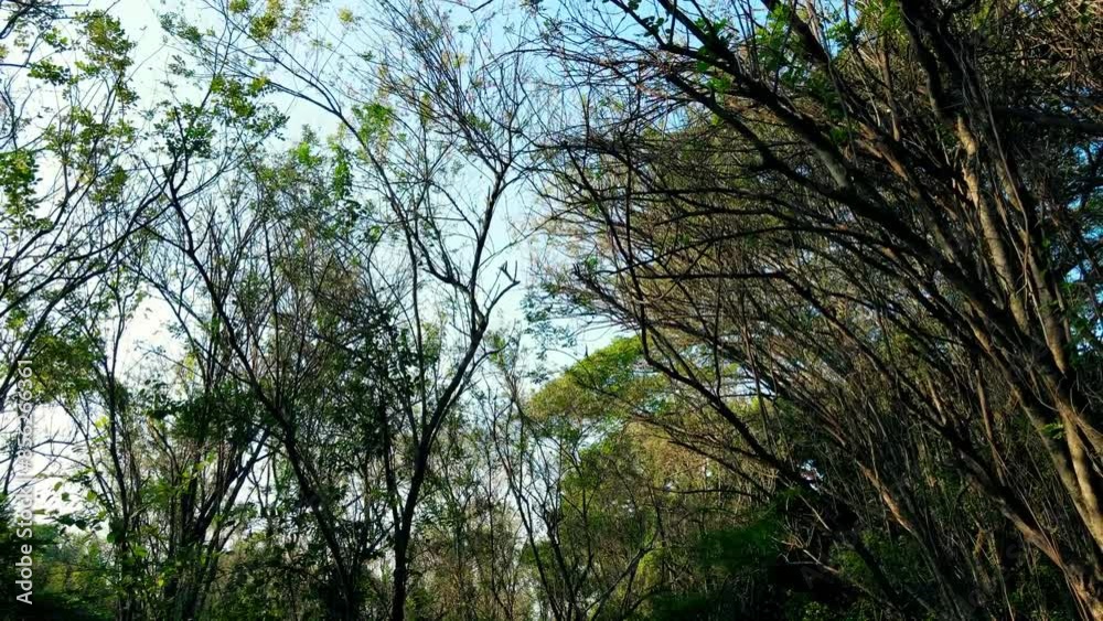 Beautiful sunny morning in green tropical forest aerial footage Beautiful sunny morning in green tropical forest aerial footage