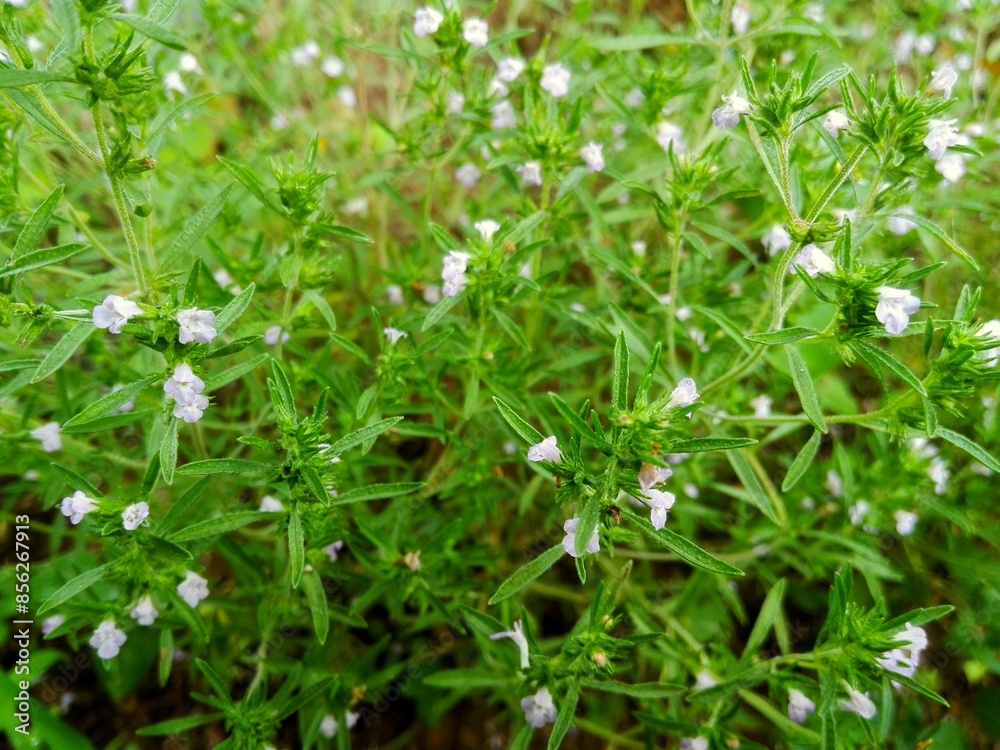 Thyme leaf & flower (thymus) fresh herb bunch closeup for tea. Fresh green organic thyme plant in farm garden. Thyme crop growing in herb garden - medical plant, food ingredient. Herbaceous background Thyme leaf & flower (thymus) fresh herb bunch closeup for tea. Fresh green organic thyme plant in farm garden. Thyme crop growing in herb garden - medical plant, food ingredient. Herbaceous background