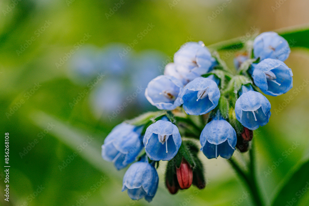 Blue Flowers Comfrey with Green Background in Nature. Detailed macro shot of delicate blue bell flowers blooming with a lush green background, showcasing natural beauty. Blue Flowers Comfrey with Green Background in Nature. Detailed macro shot of delicate blue bell flowers blooming with a lush green background, showcasing natural beauty.