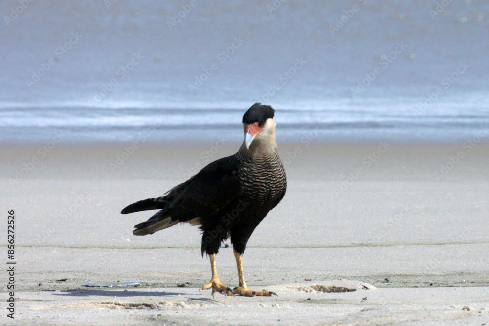 Carcará posando pra foto na praia de Cordeirinho - Maricá - RJ Carcará posando pra foto na praia de Cordeirinho - Maricá - RJ