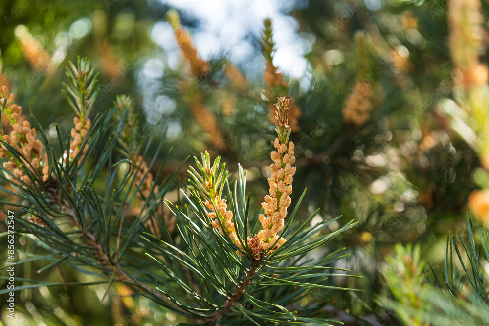 Male pollen producing strobili on the branch of Scots pine. Blossom of Pinus sylvestris. Natural beauty of elegant twig of Baltic pine. Yellow cluster pollen-bearing male cones or microstrobile. Male pollen producing strobili on the branch of Scots pine. Blossom of Pinus sylvestris. Natural beauty of elegant twig of Baltic pine. Yellow cluster pollen-bearing male cones or microstrobile.