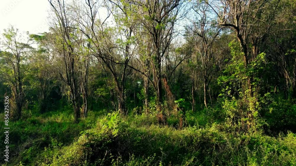 Beautiful sunny morning in green tropical forest aerial footage Beautiful sunny morning in green tropical forest aerial footage