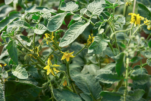 Tomato bush in the flowering stage of the first brush. photo