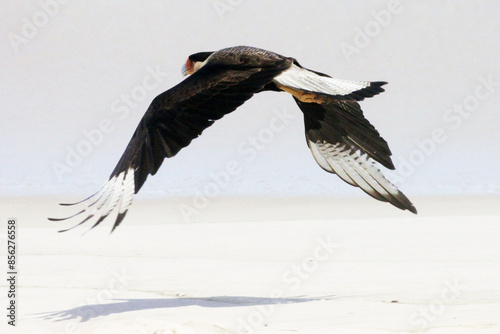 Um lindo Carcará em um voo rasante na praia de Cordeirinho - Maricá - RJ photo