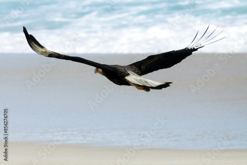 Um lindo Carcará em um voo rasante na praia de Cordeirinho - Maricá - RJ photo