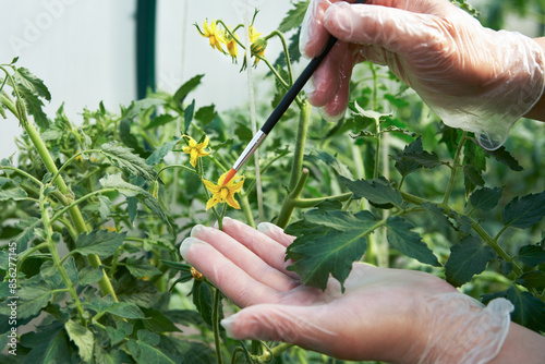 Transfer of pollen from stamens to pistil of tomato flower. Hand brushes with a soft tassel at the inflorescence. Macro.