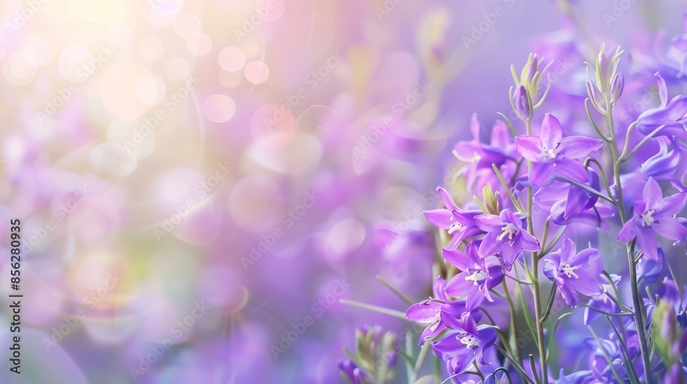 Purple Flowers in Soft Sunlight Purple Flowers in Soft Sunlight