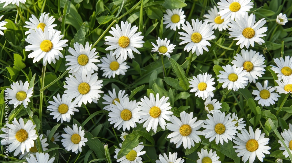 Bellis perennis the daisy is a European plant belonging to the Asteraceae family commonly known as the emblematic species of the daisy name Bellis perennis the daisy is a European plant belonging to the Asteraceae family commonly known as the emblematic species of the daisy name