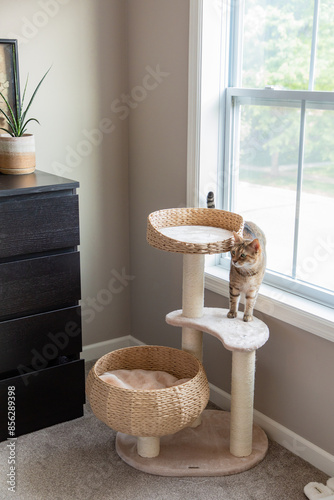 Cat hanging out on cat tree, scratching post