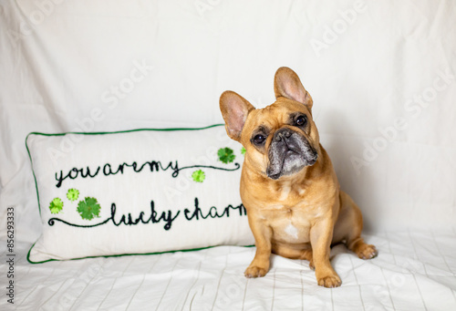 St. Patricks Day Dog Photo