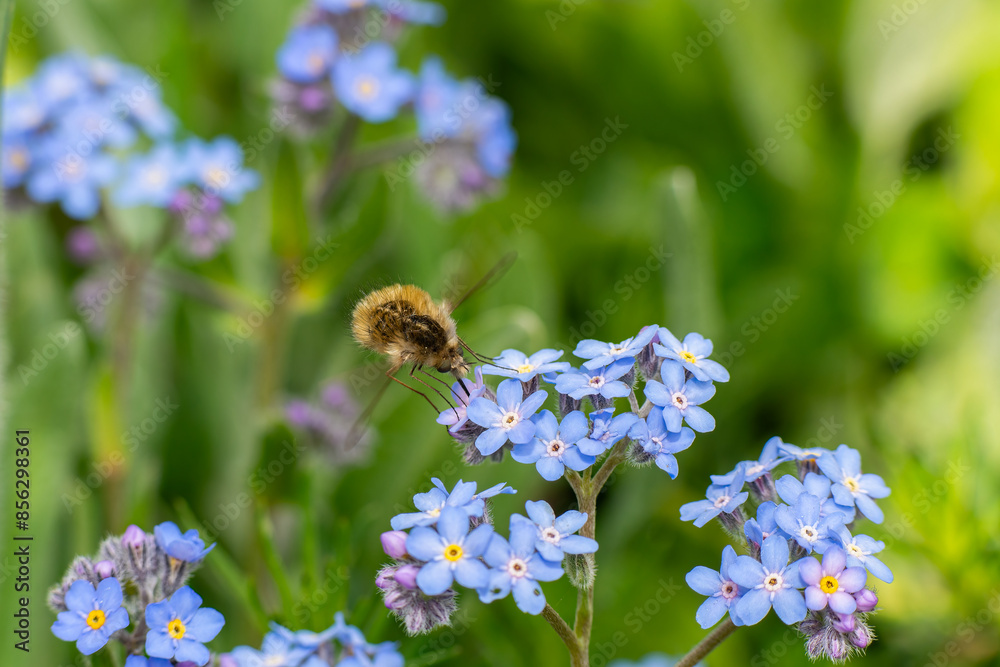 Dark-edged bee fly beetle on forget-me-not blossom. Dark-edged bee fly beetle on forget-me-not blossom.
