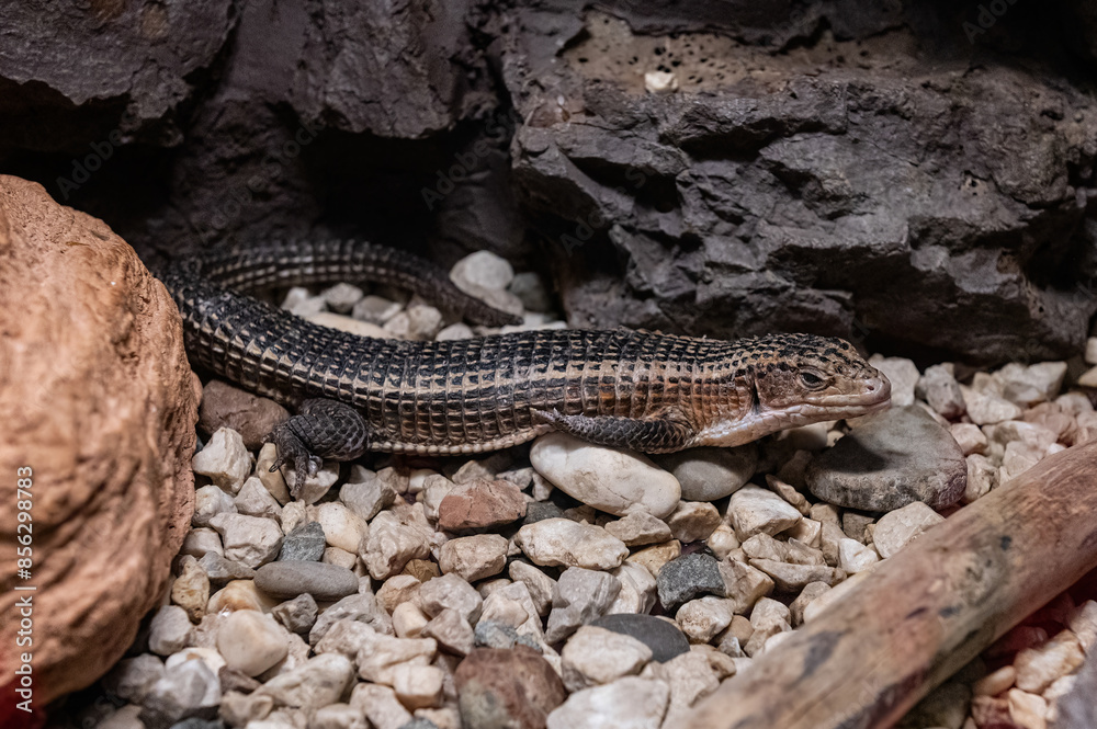 Obraz premium A lizard sunbathing amongst the rocks.