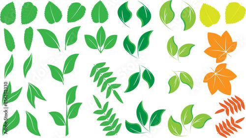 A set of fresh green leaves. Autumn leaves, maple rowan birch