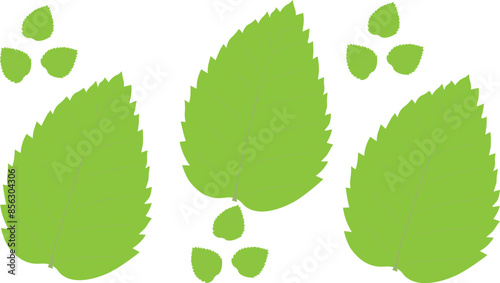 Fresh green mint leaves. Vector illustration.