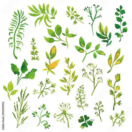 Wallpaper Mural Set of various tree leaves. Hand drawn with watercolor. Isolated elements on a white background for your design Torontodigital.ca