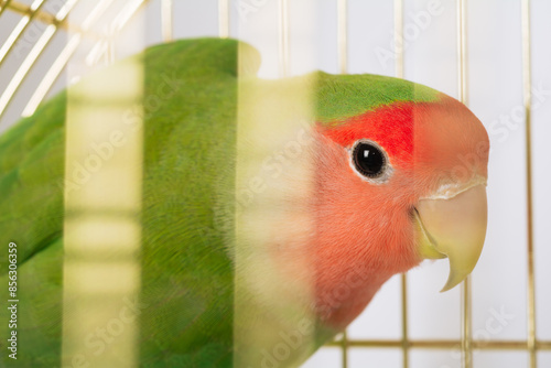 Colorful lovebird in cage. Green-orange parrot in birdcage