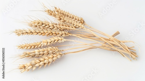 Wheat stalks on a white backdrop with full clarity, ready for use in packaging design.