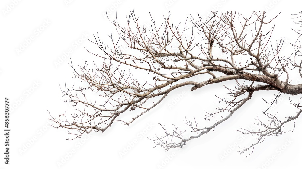Minimalist Winter: Pale White Background with Bare Tree Branches Minimalist Winter: Pale White Background with Bare Tree Branches
