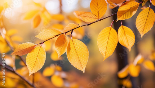 Colorful yellow autumn leaves background texture. Beautiful nature.