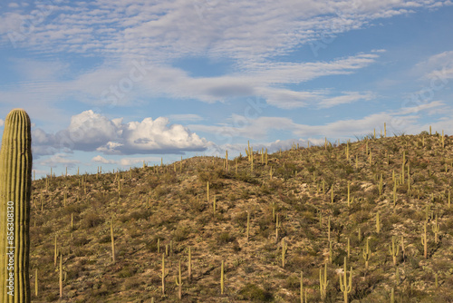 Saguaro National Park, Arizona photo