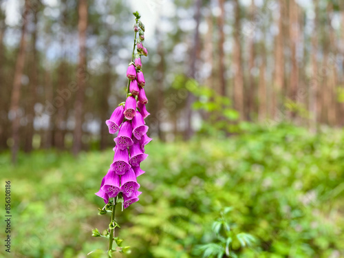 Foxglove or Digitalis is a genus of herbaceous plants belonging, according to the APG II classification system, to the plantain family (Plantaginaceae). photo