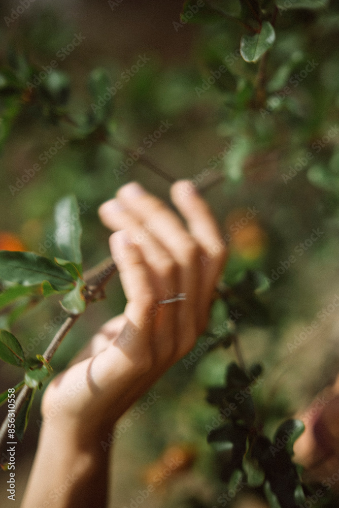 A closeup image depicting a hand touching a branch with leaves in natures peaceful setting A closeup image depicting a hand touching a branch with leaves in natures peaceful setting