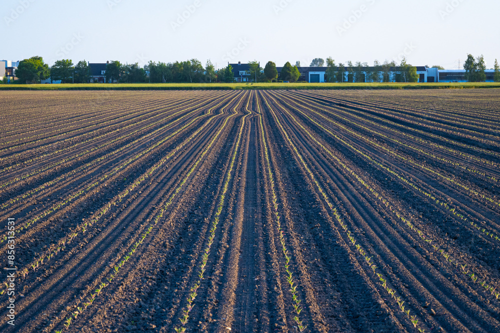 Plowed field in spring Plowed field in spring