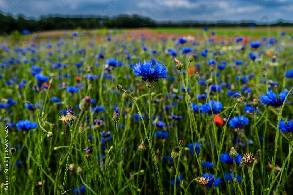 Wildflowers on the field - a meadow full of cornflowers and poppies early summer in Germany Wildflowers on the field - a meadow full of cornflowers and poppies early summer in Germany