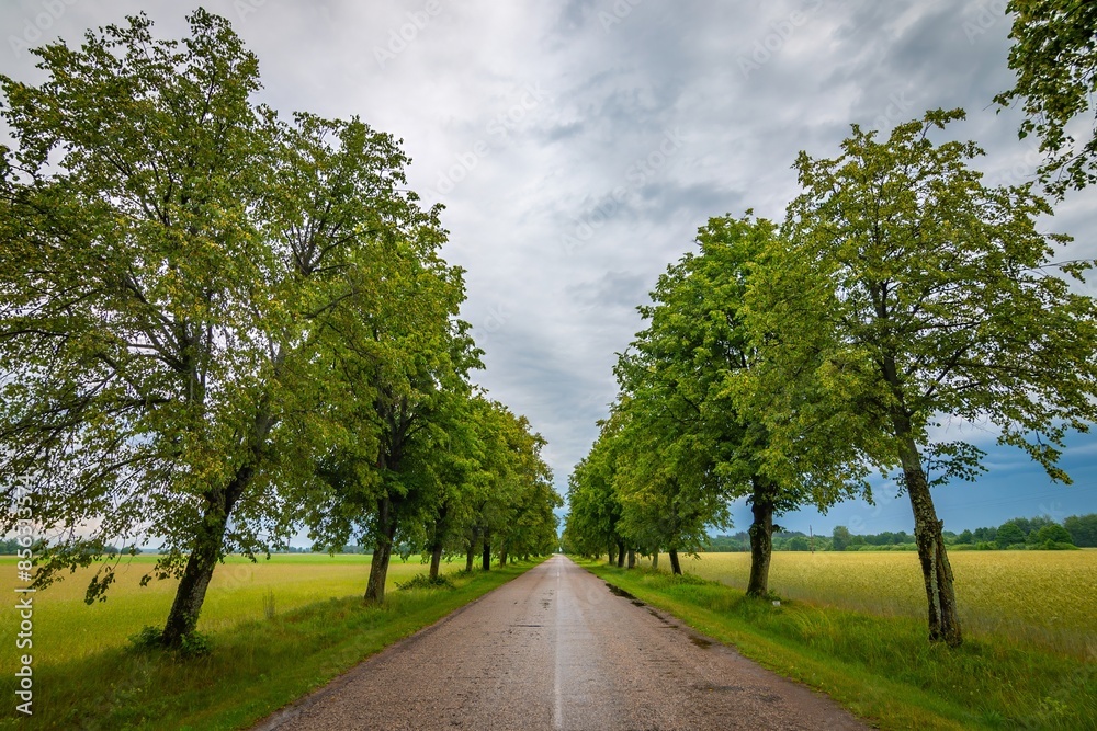 Road with the trees, summer landscape at Lithuania 2024 Road with the trees, summer landscape at Lithuania 2024