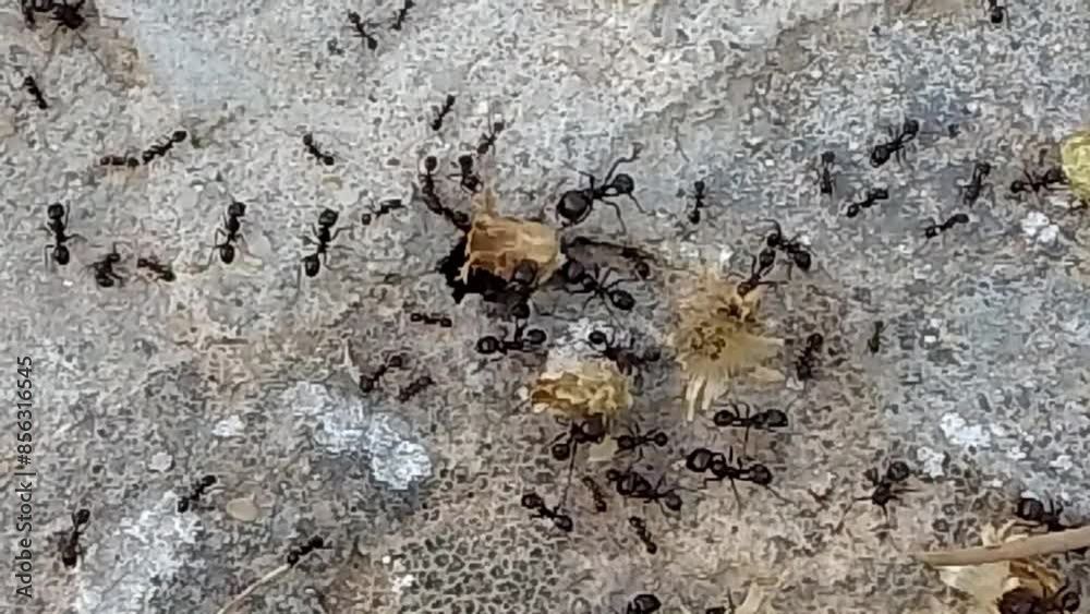 Large Carpenter Ants Making Nest Large Carpenter Ants Making Nest