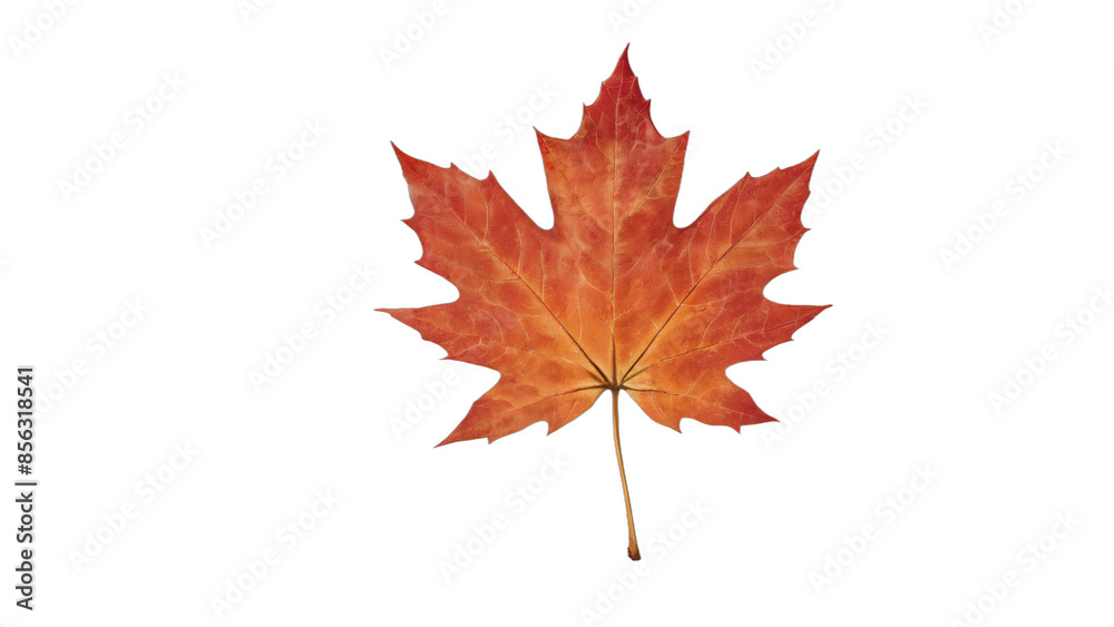 red maple leaf isolated on white background , transparent png image red maple leaf isolated on white background , transparent png image