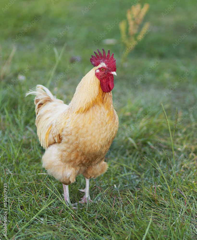 Fototapeta premium Buff Orpington rooster on a grassy field