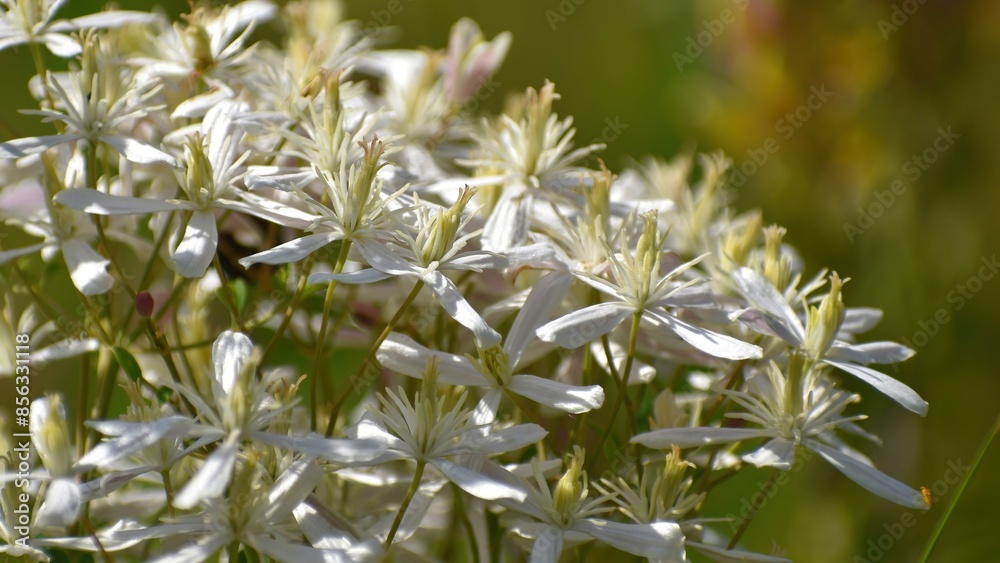 white flowers of fragrant clematis in summer outdoors closeup white flowers of fragrant clematis in summer outdoors closeup
