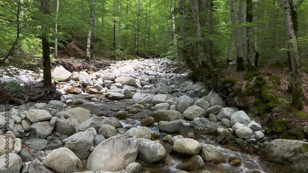 stream in the forest stream in the forest