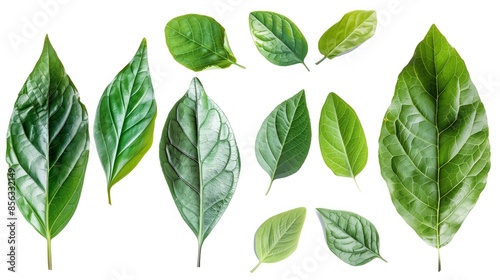 Fresh collection of green leaves isolated on white
