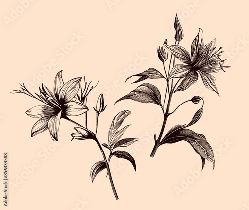 Vanilla beans with flowers