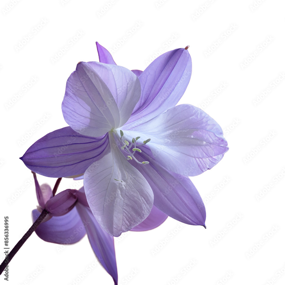 Fototapeta premium Delicate Lavender Flower in Bloom, isolated on transparent background.