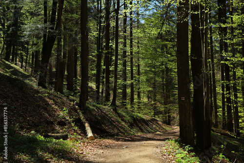 Obraz na płótnie Footpath in the forest near Duszatyn lakes in Bieszczady Mountains, Poland w salonie