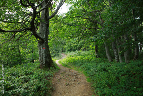 Fototapeta Naklejka Na Ścianę i Meble -  Footpath in the forest near Okraglik peak in Bieszczady Mountains, Poland